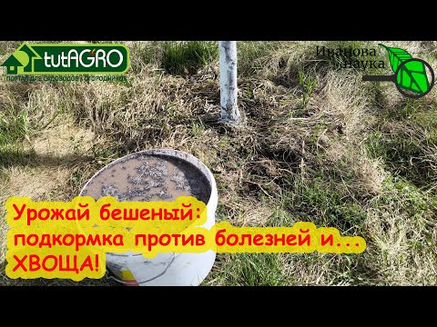 УСТАНЕТЕ ТЯГАТЬ УРОЖАЙ ВИШНИ, ЧЕРЕШНИ и АБРИКОСОВ! Яблони и груши ломятся от урожая после подкормки УСТАНЕТЕ ТЯГАТЬ УРОЖАЙ ВИШНИ, ЧЕРЕШНИ и АБРИКОСОВ! Яблони и груши ломятся от урожая после подкормки