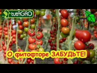 ОПРЫСКИВАТЬ БОЛЬШЕ НЕ НАДО! Этот сорт томата НЕ БОЛЕЕТ ФИТОФТОРОЙ! Забудьте о фитофторе навсегда!