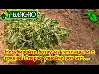 СОБРАЛИСЬ УБИРАТЬ БОТВУ? Не делайте этого!!! Сперва узнайте, как это сделать безопасно и правильно!