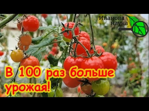 НАСТОЯЩИЙ ПОДАРОК ВСЕМ ОГОРОДНИКАМ! Урожай до поздней осени. Как собирать в 100 раз больше урожая. НАСТОЯЩИЙ ПОДАРОК ВСЕМ ОГОРОДНИКАМ! Урожай до поздней осени. Как собирать в 100 раз больше урожая.