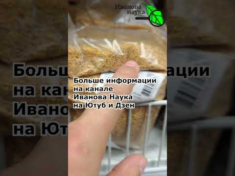 Как правильно выбирать семена сидератов. Горчица сидерат. Как правильно выбирать семена сидератов. Горчица сидерат.