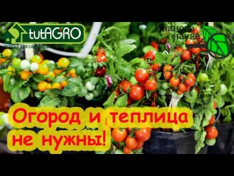 РАЗБОР ПОЛЁТОВ №4. ОГОРОД НЕ НУЖЕН: Виктория Карелина против комнатных томатов.