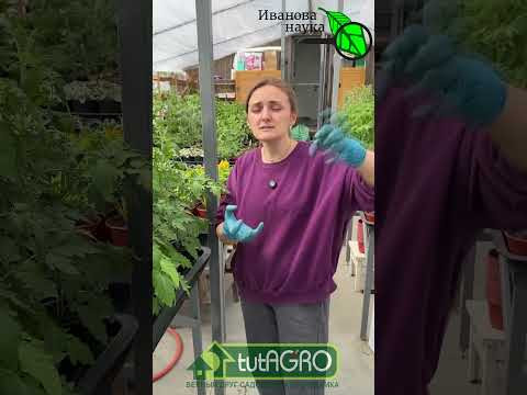 Никогда не делайте ЭТОГО с томатами! Опасная ошибка во время цветения! Как сохранить завязи томата Никогда не делайте ЭТОГО с томатами! Опасная ошибка во время цветения! Как сохранить завязи томата