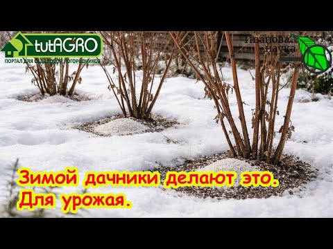Не дайте саду проголодаться! Важная подкормка зимой. Чем удобрить сад. Удобрения по снегу: стоит ли? Не дайте саду проголодаться! Важная подкормка зимой. Чем удобрить сад. Удобрения по снегу: стоит ли?