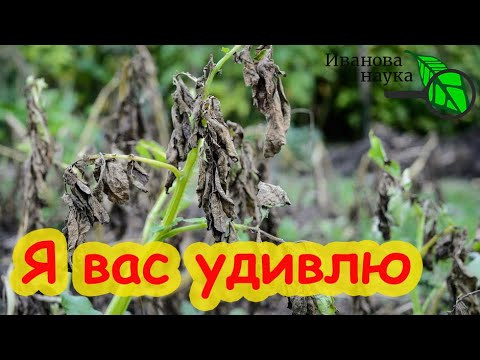 ОЗДОРОВЛЕНИЕ УЧАСТКА ПОСЛЕ ФИТОФТОРЫ. Не слушайте никого -ничего не надо сыпать! Вот что поможет. ОЗДОРОВЛЕНИЕ УЧАСТКА ПОСЛЕ ФИТОФТОРЫ. Не слушайте никого -ничего не надо сыпать! Вот что поможет.