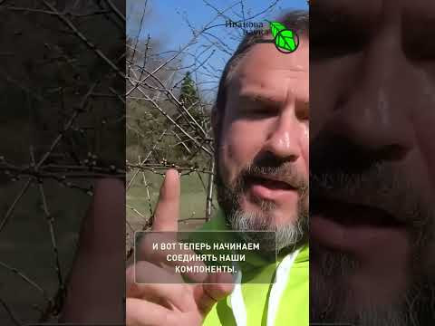 СРОЧНО СДЕЛАЙТЕ ЭТО! Заморозки погубят всё. Как спасти рассаду и сад от холода? Кухонный рецепт. СРОЧНО СДЕЛАЙТЕ ЭТО! Заморозки погубят всё. Как спасти рассаду и сад от холода? Кухонный рецепт.