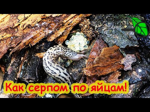 ДАЖЕ ПРИШЛЫЕ СЛИЗНИ вылетают с огорода как из ПУШКИ! Слизням ПО ЯЙЦАМ! Не дайте слизням перезимовать ДАЖЕ ПРИШЛЫЕ СЛИЗНИ вылетают с огорода как из ПУШКИ! Слизням ПО ЯЙЦАМ! Не дайте слизням перезимовать