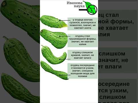Чего не хватает огурцам и кабачкам? Симптомы на плодах.