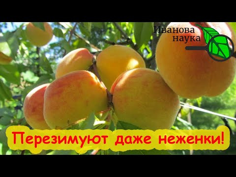 ПОСЛЕ ПЕРВЫХ ЗАМОРОЗКОВ ОБРАБОТАЙТЕ ВИНОГРАД, ПЕРСИКИ и другие южные растения. И они все перезимуют! ПОСЛЕ ПЕРВЫХ ЗАМОРОЗКОВ ОБРАБОТАЙТЕ ВИНОГРАД, ПЕРСИКИ и другие южные растения. И они все перезимуют!