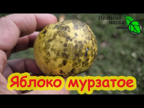 ПОЧЕМУ ЯБЛОКИ РАСТУТ МУРЗАТЫЕ? Сажистый грибок, мухосед и черная пятнистость - убираем сразу всех. ПОЧЕМУ ЯБЛОКИ РАСТУТ МУРЗАТЫЕ? Сажистый грибок, мухосед и черная пятнистость - убираем сразу всех.