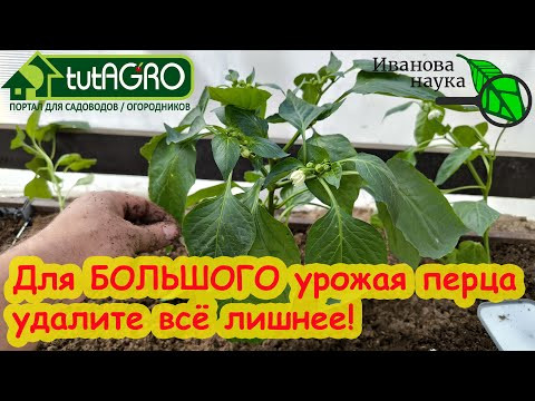 БОЛЬШОЙ урожай ПЕРЦА, что нужно СЕЙЧАС сделать? Формирование перца. Удаляем все лишнее. БОЛЬШОЙ урожай ПЕРЦА, что нужно СЕЙЧАС сделать? Формирование перца. Удаляем все лишнее.