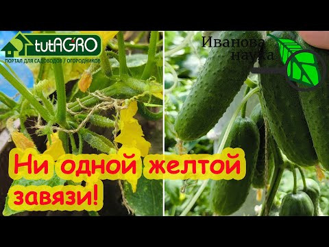Один раз полейте Огурцы и они быстро позеленеют и обильно заплодоносят! Ни одной желтой завязи! Один раз полейте Огурцы и они быстро позеленеют и обильно заплодоносят! Ни одной желтой завязи!