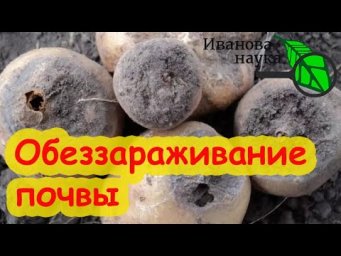 КАРТОФЕЛЬ ГНИЛ ПРЯМО В ЗЕМЛЕ: оздоровление почвы. Обработка, удобрения, сидераты.