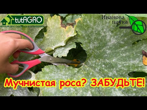 4 СПОСОБА ИЗБАВИТЬСЯ ОТ МУЧНИСТОЙ РОСЫ. На крыжовнике, кабачках и флоксах - везде поможет! 4 СПОСОБА ИЗБАВИТЬСЯ ОТ МУЧНИСТОЙ РОСЫ. На крыжовнике, кабачках и флоксах - везде поможет!