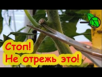ОБРЕЗКА ТОМАТОВ на ЭТОЙ ВЫСОТЕ отдаст ВЕСЬ урожай до последнего помидора. А эти томаты без обрезки.