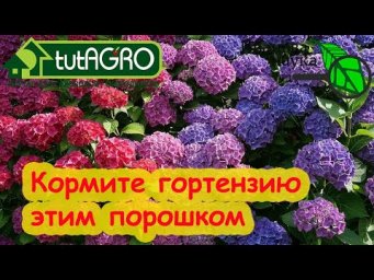 ГОРТЕНЗИЯ ЗАЦВЕТЕТ ОГРОМНЫМИ ШАПКАМИ! Секретки посадки и подкормки.