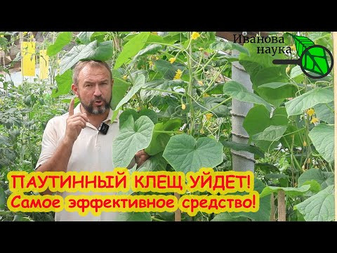 ЖАРКО В ТЕПЛИЦЕ? Очень подходящее время, чтобы выгнать всех вредителей ВОН! Вот как надо сделать. ЖАРКО В ТЕПЛИЦЕ? Очень подходящее время, чтобы выгнать всех вредителей ВОН! Вот как надо сделать.