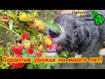 УРОЖАЙ ГАРАНТИРОВАН! Искоренение самой опасной болезни малины и ежевики. Схема ухода за малиной.