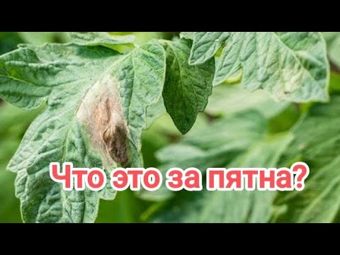 4 САМЫЕ ОПАСНЫЕ БОЛЕЗНИ ТОМАТА. Результаты опроса зрителей. Кто узнал фитофтороз? Симптомы болезней. 4 САМЫЕ ОПАСНЫЕ БОЛЕЗНИ ТОМАТА. Результаты опроса зрителей. Кто узнал фитофтороз? Симптомы болезней.