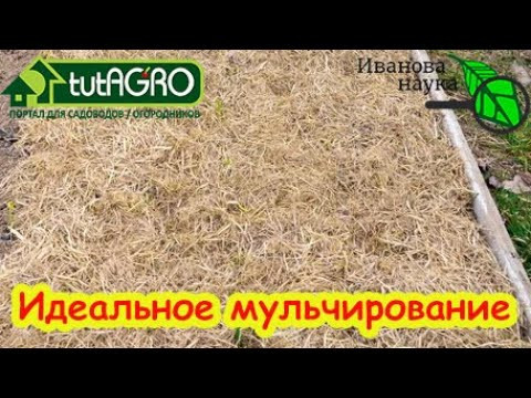КОГДА, ЧЕМ и ЗАЧЕМ мульчировать озимый чеснок и лук? Моя любимая мульча для чеснока. КОГДА, ЧЕМ и ЗАЧЕМ мульчировать озимый чеснок и лук? Моя любимая мульча для чеснока.