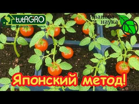 Хитрый ЯПОНСКИЙ способ: рассада будет толстой и крепкой! Томаты с имбирём: секрет сильных корней! Хитрый ЯПОНСКИЙ способ: рассада будет толстой и крепкой! Томаты с имбирём: секрет сильных корней!