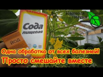 ОГУРЦЫ ОЖИВУТ, ЗАЗЕЛЕНЕЮТ и БУДУТ ДАВАТЬ УРОЖАЙ БЕЗ ОСТАНОВКИ! Лечение огурца от болезней.