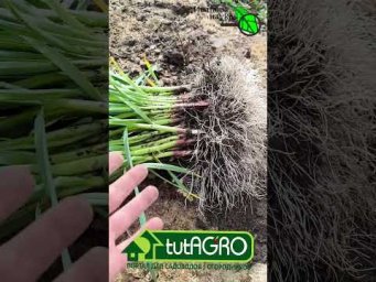 Чеснок БЕЗ ухода: результат вас шокирует! Сажаю так уже третий год.