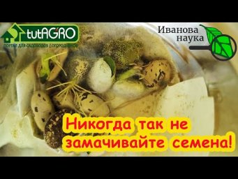 ВСЕ СЕМЕНА ВЗОЙДУТ 100 %! Замачивать, проращивать или сеять сухими: самый лучший метод.