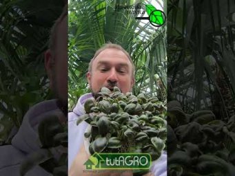 БАЗИЛИК растет ковром! Растим базилик БЕЗ ХИТРОСТЕЙ. Как выращивать базилик через рассаду. #огород