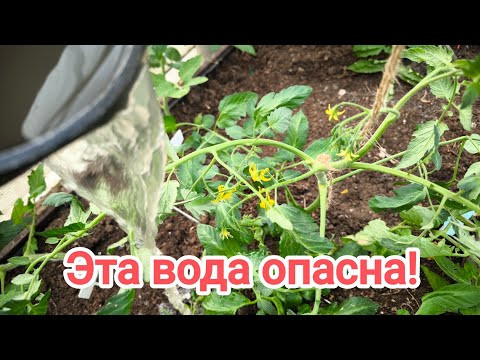 НЕ ПОЛИВАЙТЕ В ТЕПЛИЦЕ ДОЖДЕВОЙ ВОДОЙ! Томаты болеют из-за дождевой воды. Вот что надо добавить. НЕ ПОЛИВАЙТЕ В ТЕПЛИЦЕ ДОЖДЕВОЙ ВОДОЙ! Томаты болеют из-за дождевой воды. Вот что надо добавить.