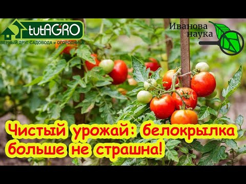 ВЫ НИКОГДА НЕ ИЗБАВИТЕСЬ ОТ БЕЛОКРЫЛКИ и КЛЕЩА, пока не узнаете ЭТОТ секрет старых тепличников! ВЫ НИКОГДА НЕ ИЗБАВИТЕСЬ ОТ БЕЛОКРЫЛКИ и КЛЕЩА, пока не узнаете ЭТОТ секрет старых тепличников!