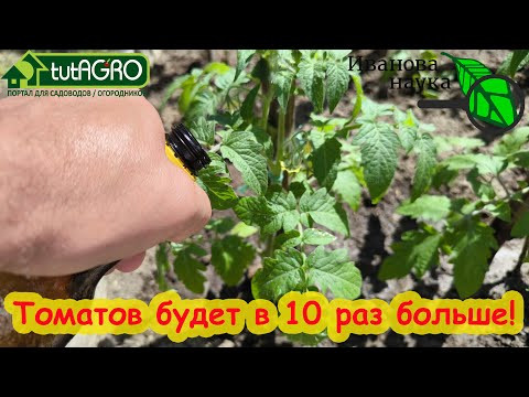СРОЧНО ПОДКОРМИТЕ ТОМАТЫ и ОГУРЦЫ ЭТИМ СРЕДСТВОМ и урожай в 10 раз больше!