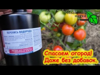 ПЕРЕКИСЬ ВОДОРОДА - СПАСЕНИЕ ОГОРОДА! Как использовать перекись от жары, фитофтороза и пероноспороза