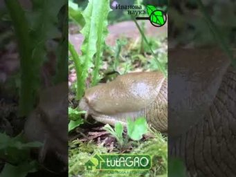 БОЛЬШОЙ СЛИЗЕНЬ ПОЕДАЕТ ОДУВАНЧИК. Сейчас самое время травить слизней.