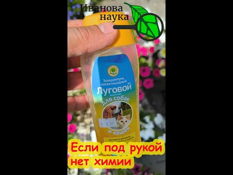 Чем вывести с участка тлю, клопов, трипсов, белокрылку и гусениц, если нет никакой химии под рукой? Чем вывести с участка тлю, клопов, трипсов, белокрылку и гусениц, если нет никакой химии под рукой?