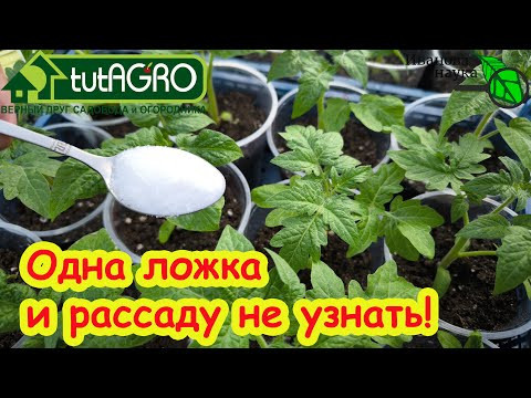 ДАЙТЕ РАССАДЕ ВКУСНОЕ! Лучшая подкормка для любой рассады от вытягивания. Так рассада станет толще! ДАЙТЕ РАССАДЕ ВКУСНОЕ! Лучшая подкормка для любой рассады от вытягивания. Так рассада станет толще!