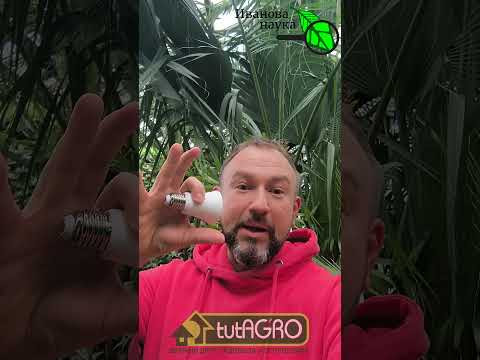 4 ФАКТА О ПОДСВЕЧИВАНИИ РАССАДЫ, о которых вы могли не знать. Как, когда и чем досвечивать рассаду. 4 ФАКТА О ПОДСВЕЧИВАНИИ РАССАДЫ, о которых вы могли не знать. Как, когда и чем досвечивать рассаду.