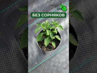 Забудь про сорняки НАВСЕГДА! 