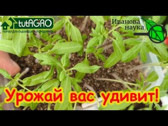 ОПТИМАЛЬНЫЕ СРОКИ ПИКИРОВКИ РАССАДЫ ТОМАТА? Рассада отлично приживается и дает большой урожай.