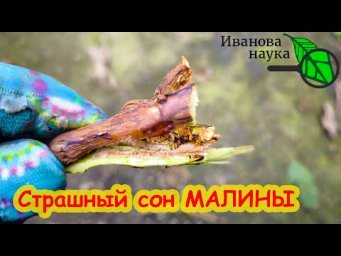 ОСМОТРИТЕ ДАЖЕ ПО СНЕГУ и СРОЧНО ВЫРЕЖЬТЕ ТАКИЕ ВЕТКИ! Страшный сон МАЛИНЫ. Обработки не нужны.