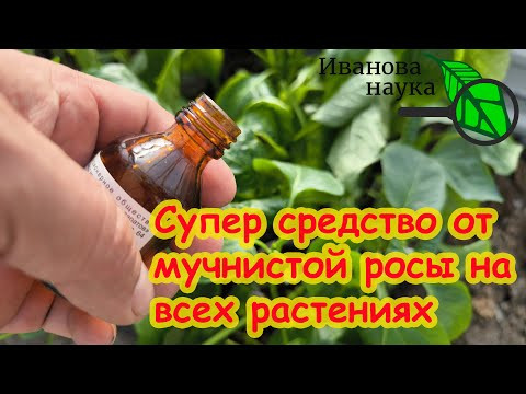 Мучнистая роса: когда нет ничего под руками, поможет это супер средство! Мучнистая роса: когда нет ничего под руками, поможет это супер средство!