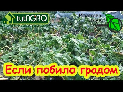 ЧТО ДЕЛАТЬ, ЕСЛИ ГРАД, ВЕТЕР ИЛИ УРАГАН ПОВРЕДИЛИ ОГОРОД. Скорая помощь после града и бури. ЧТО ДЕЛАТЬ, ЕСЛИ ГРАД, ВЕТЕР ИЛИ УРАГАН ПОВРЕДИЛИ ОГОРОД. Скорая помощь после града и бури.