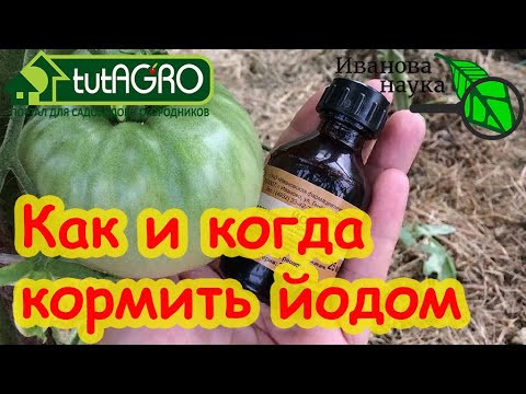ПОДКОРМКА ЙОДОМ РАСТЕНИЙ: кто любит, кто не любит, кому надо, кому нельзя. Что дает подкормка йодом. ПОДКОРМКА ЙОДОМ РАСТЕНИЙ: кто любит, кто не любит, кому надо, кому нельзя. Что дает подкормка йодом.