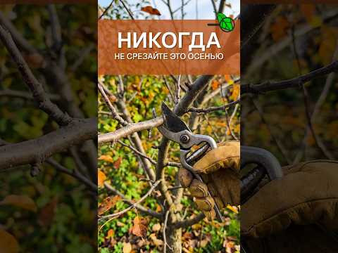 ПРОШУ, НЕ ОБРЕЗАЙТЕ САД ОСЕНЬЮ! Правильная обрезка и уход - залог ОГРОМНОГО урожая. Побелка сада ПРОШУ, НЕ ОБРЕЗАЙТЕ САД ОСЕНЬЮ! Правильная обрезка и уход - залог ОГРОМНОГО урожая. Побелка сада