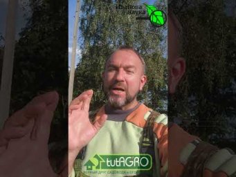 ТОЧНЫЕ ДАТЫ ПОСАДКИ ОЗИМОГО ЧЕСНОКА. Сажайте в эти даты - не ошибетесь!