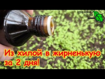 ДЕШЕВОЕ АПТЕЧНОЕ СРЕДСТВО и рассада из хилой превращается в жирненькую всего за 2 дня!