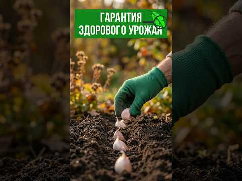 НИКОГДА НЕ САЖАЙТЕ ЧЕСНОК ЗДЕСЬ! Главные правила посадки в сентябре и октябре для КРУПНОГО урожая!