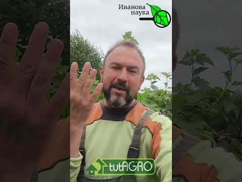 Сделайте ЭТО с ягодниками в ИЮНЕ! Урожай удивит всех! Защита и подкормка. Сделайте ЭТО с ягодниками в ИЮНЕ! Урожай удивит всех! Защита и подкормка.