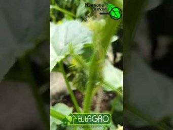 НЕОБЫЧНОЕ ВЕРШКОВАНИЕ ОГУРЦА: что делать???