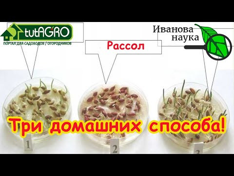 ТРИ САМЫХ БЮДЖЕТНЫХ СРЕДСТВА ДЛЯ ВСЕХ ВАШИХ СЕМЯН - ОБЫЧНЫЕ... Что, если нет баночек и бутылочек? ТРИ САМЫХ БЮДЖЕТНЫХ СРЕДСТВА ДЛЯ ВСЕХ ВАШИХ СЕМЯН - ОБЫЧНЫЕ... Что, если нет баночек и бутылочек?